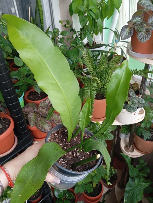 Комнатные растения продам