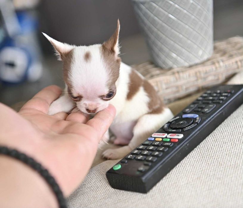 Мъжко миниатюрно чихуахуа бяло шоколадово