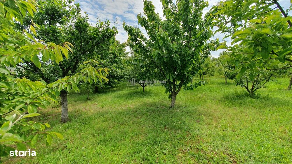 Teren intravilan - 2400 mp - 3 cabane din lemn modulare - Lisaura