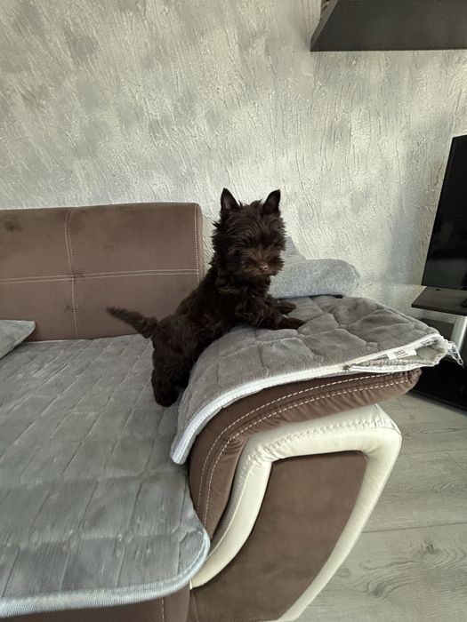 Йоркширски териер