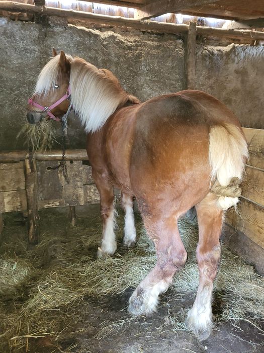 Vand armasar de 2 ani