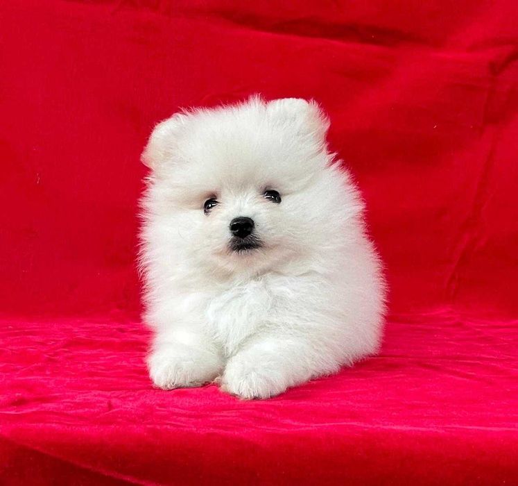 Немецкий  шпиц  .  С документами . Белая девочка.