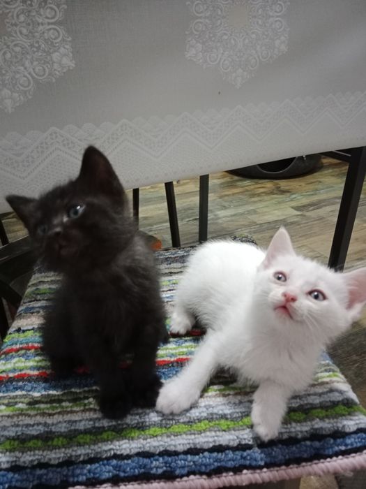 Котята в ответственные руки