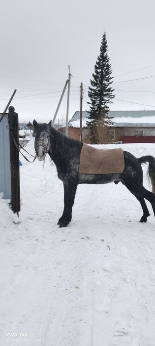 Продам Жеребца иноходец