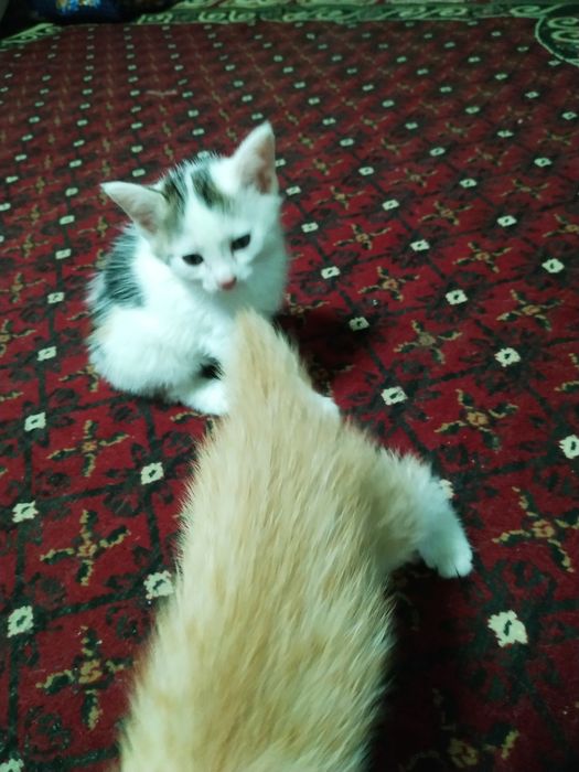 Мушучалар сотилади