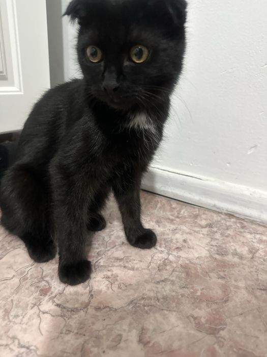 Шотландская вислоухий черный  кот