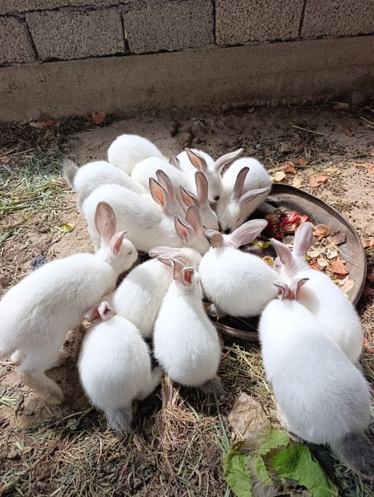 Крольчата продам