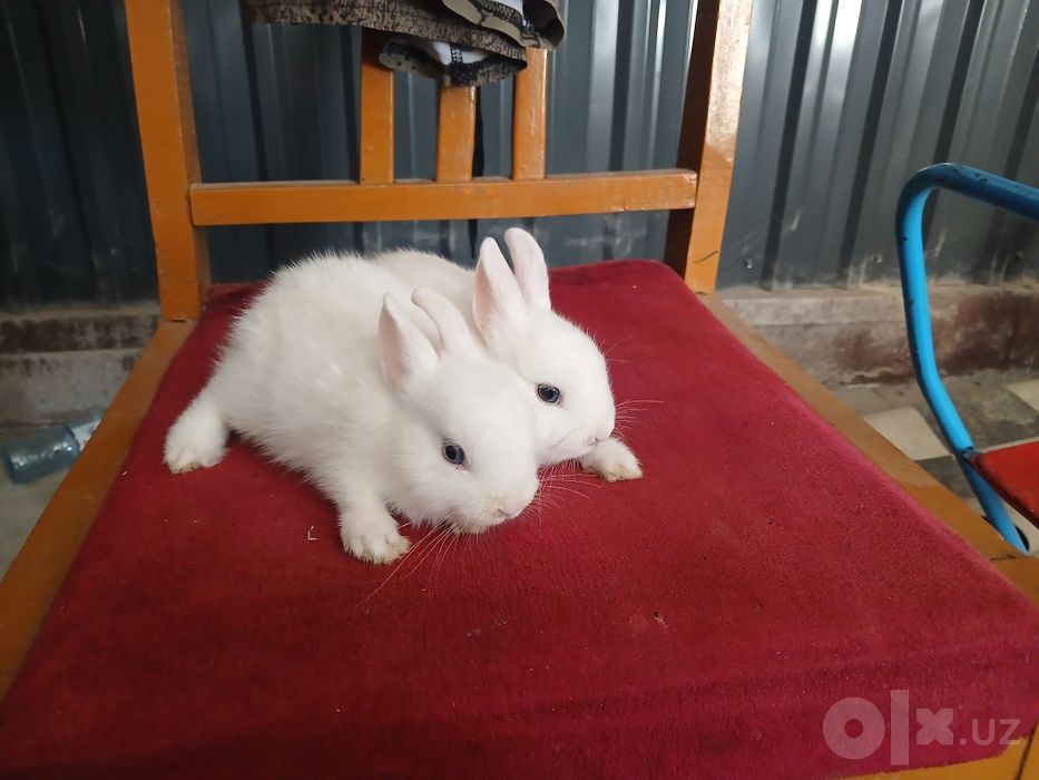 Karlik tikka quloq panda va germilin