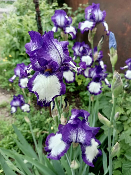 Сортовые ирисы корневища