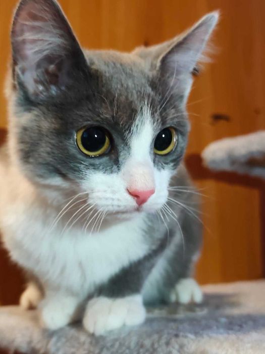 Котёнок девочка возраст 4 месяца ищет дом