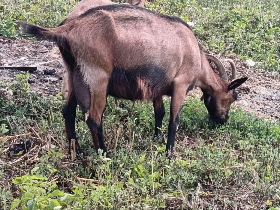 Capre anglonubiene