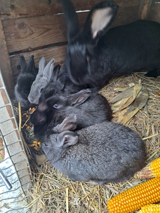 Irpuroaice mature schimb cu găini