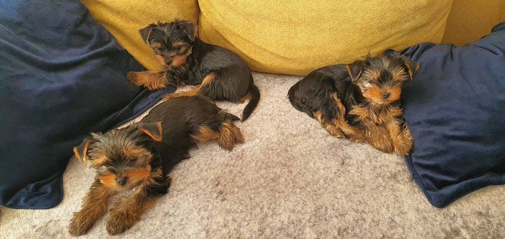 Мини йоркширски териер-3 бр., момчета, баща 1, 800 кг., майка 2 ,800 к