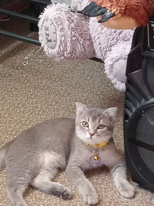 Продаётся кошечка