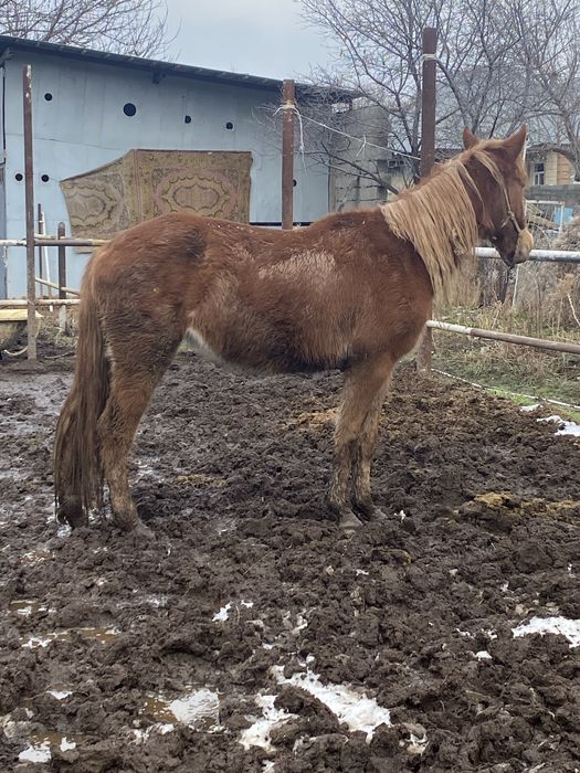 Лошадь 2.8 жасар бие