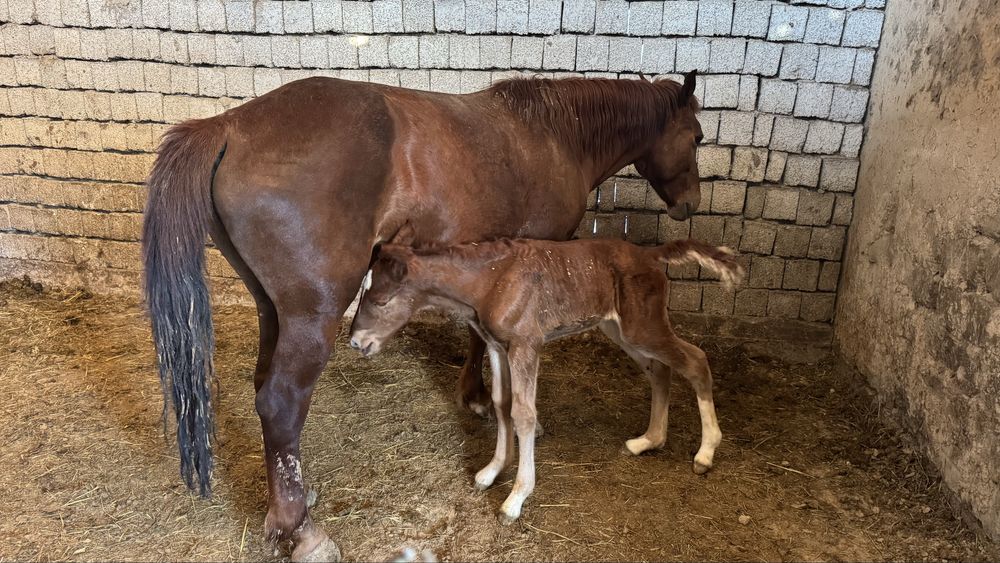 Бие сатылады 2ші тума