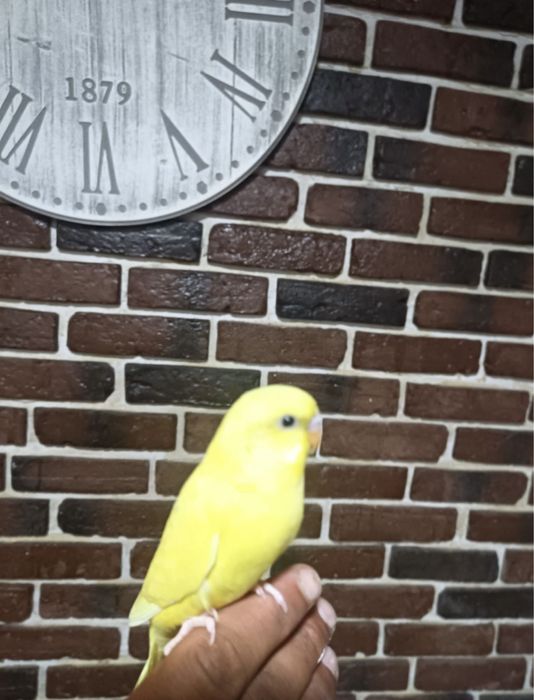 Papagali Perusi - Blanzi/Pui și Maturi