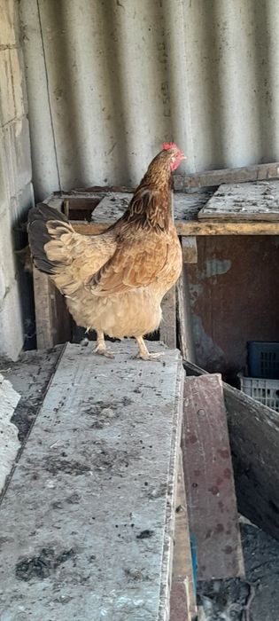 Куры домашние цветные