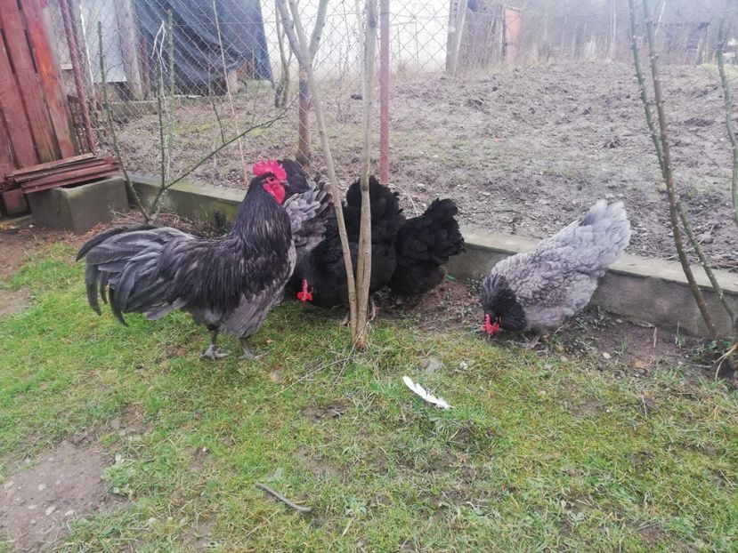 Ouă pentru incubat Australorp, New Hamshire, Brahma, Combatant