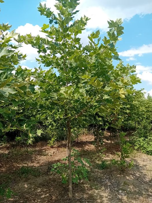 Vând platani diferite dimensiuni