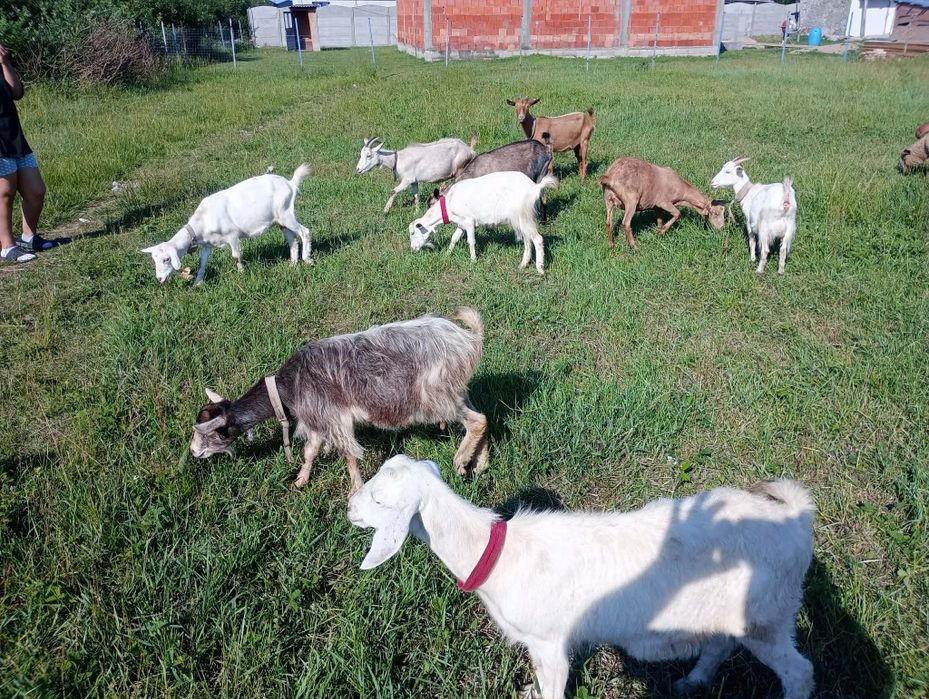 Capre tinere la prima fătare 9