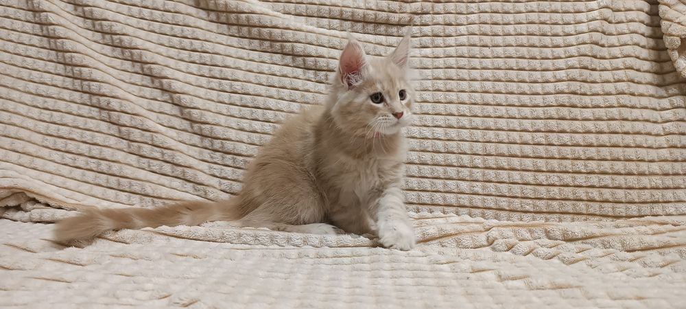 Котята мейнкун. Документы.