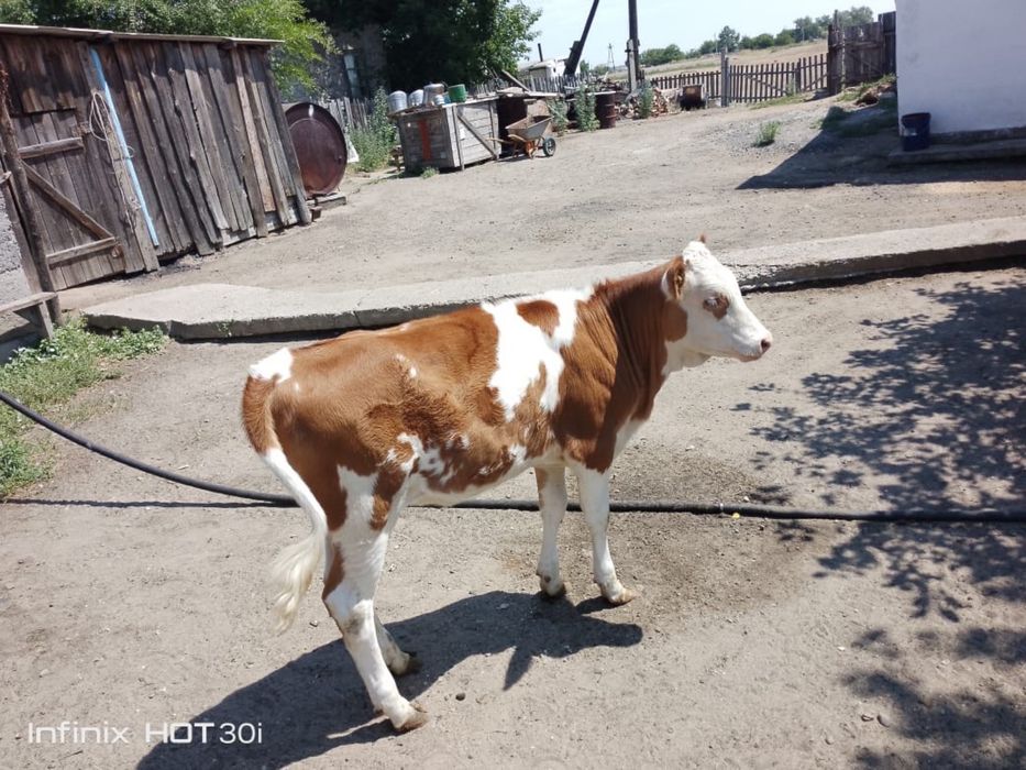 Продам срочно телят