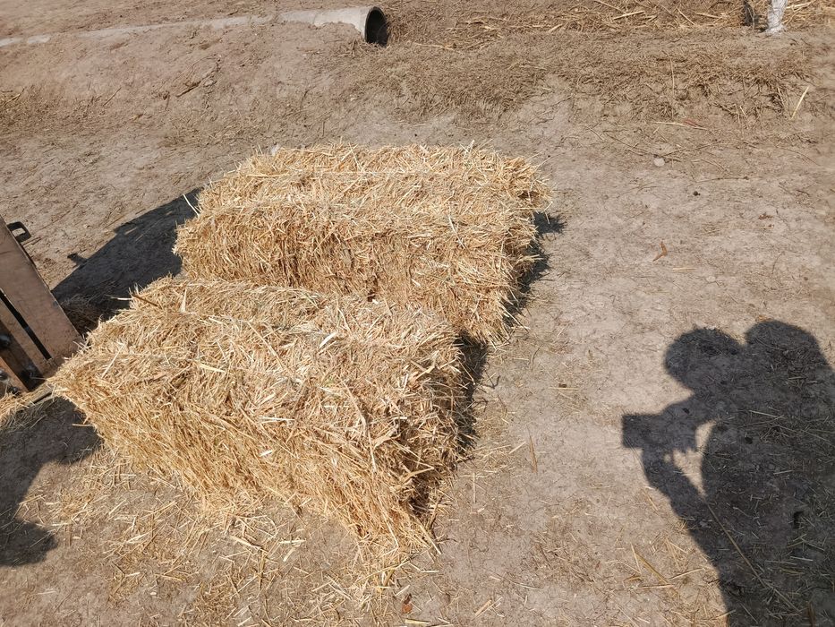 Diku somon pres sotiladi