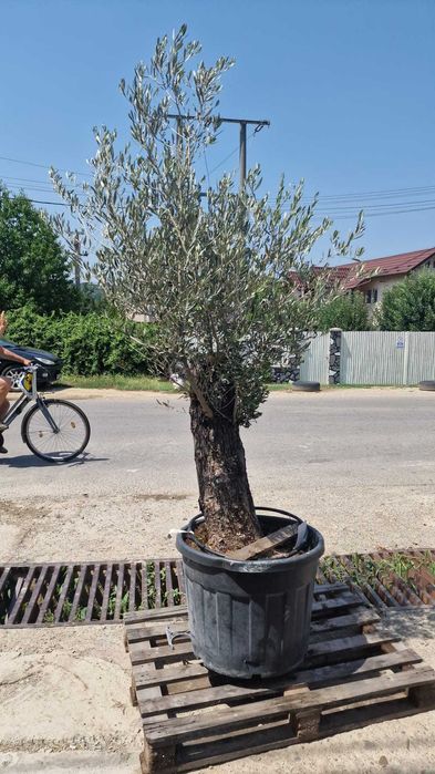 Vand maslini ( olea europaea ) maslini seculari