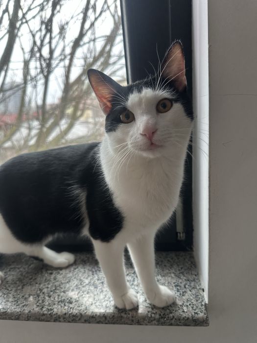 Simpaticul isi cauta o familie