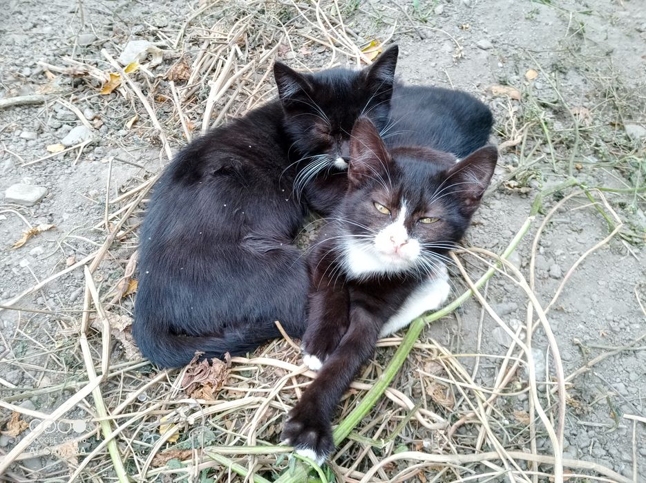 Piscuti spre adoptie