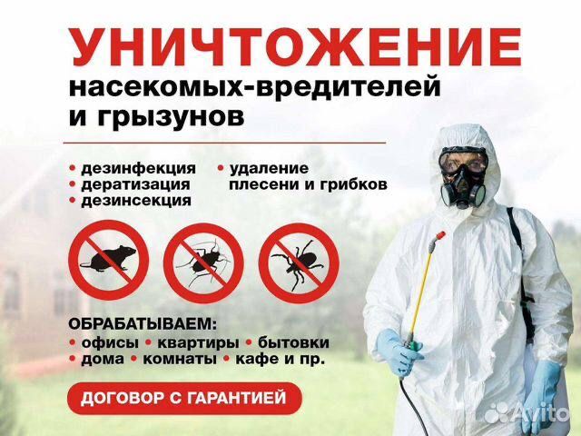 Дезинфекция дезинсекция от насекомых  клопов dezinfeksiya klopa klopi
