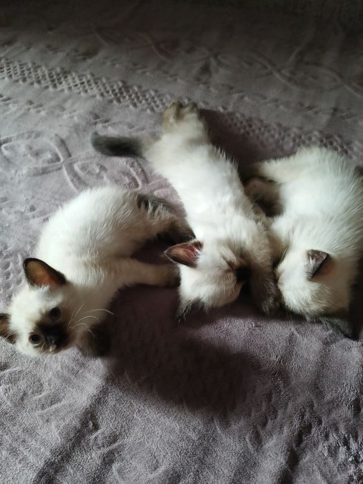 Котята тайцы-болинезы