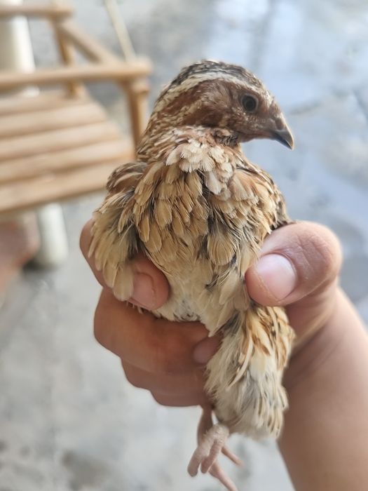 Italiya bedana xorozi sotiladi