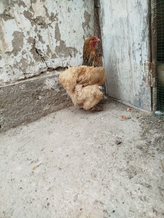 Toza Brama tovuq va xoʻroz zoti toza