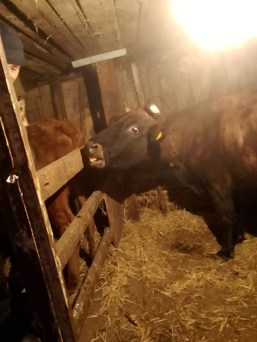 Продам 3 головы КРС