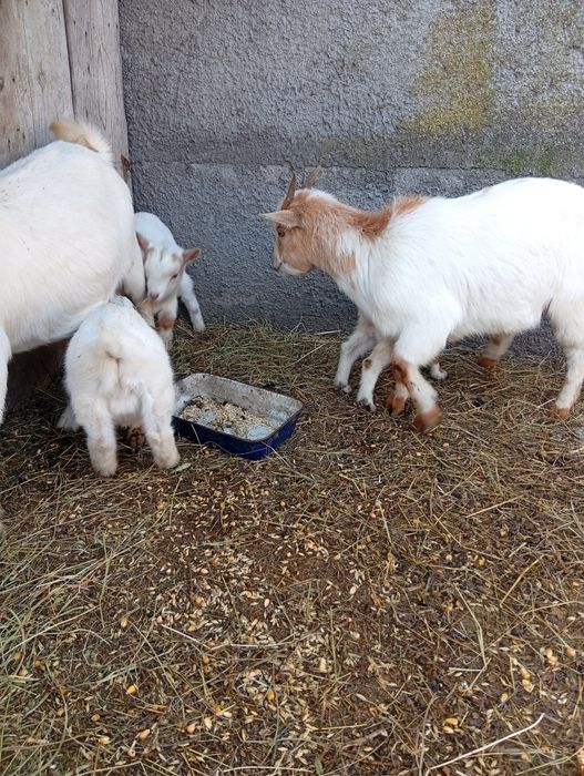 Vând 2 capre de rasă mica