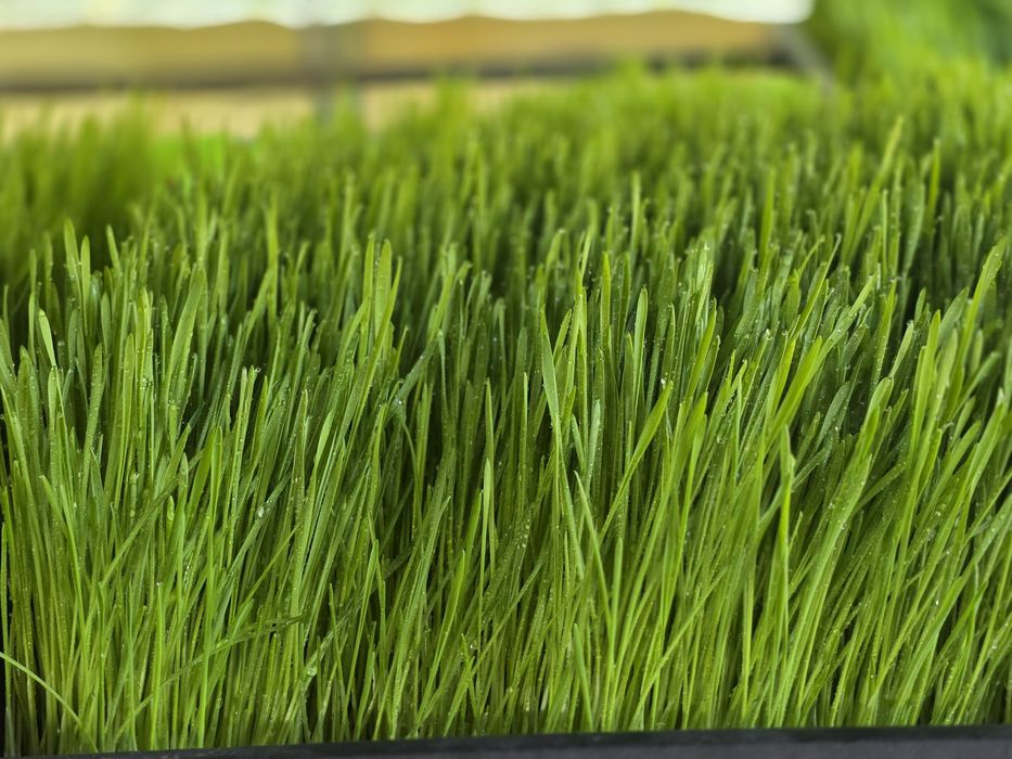 Витграсс сок из ростков пшеницы