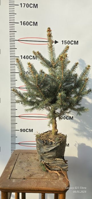 Голубой ель хитойдан биринчи кул