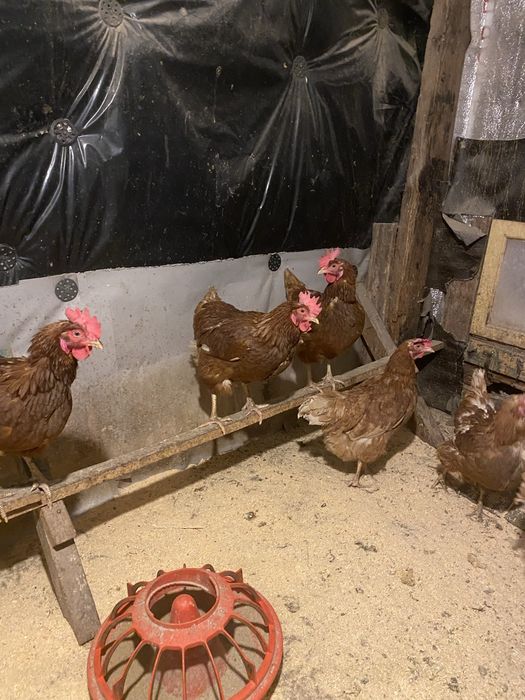 Продам ломан браун 10 кур 1 петух