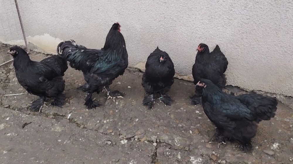 Ouă găini brahma pentru incubat