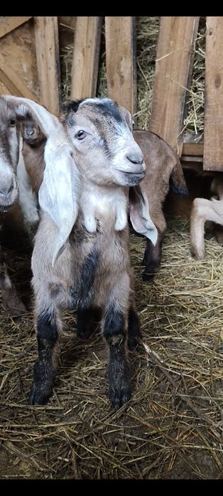 Iede anglonubian și în țap.