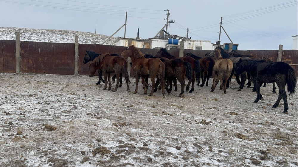 Соғымға жылқылар сатылады