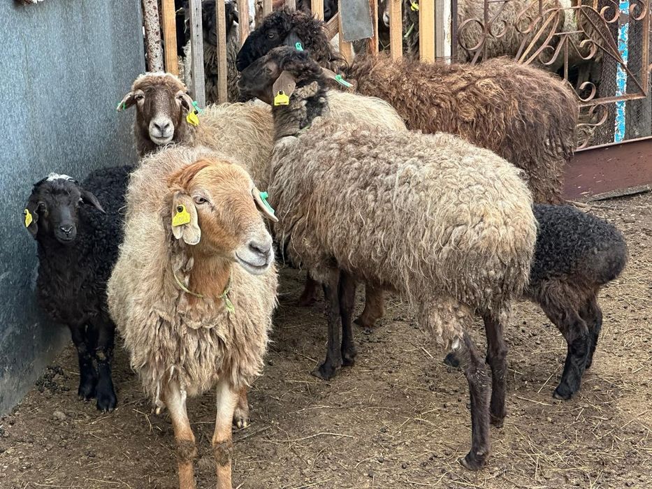 Овцы с ягнятамы -‐-