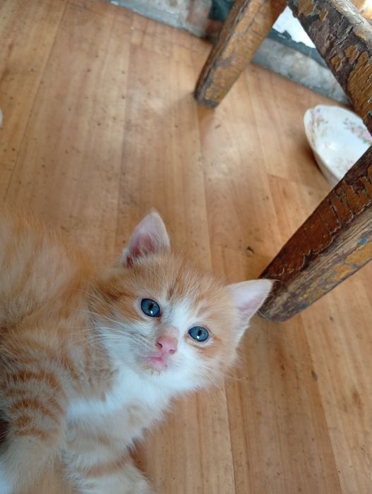 Бесплатно котята