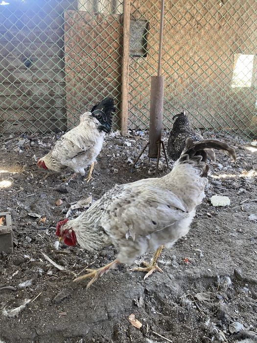 Қораз Әтеш Петух