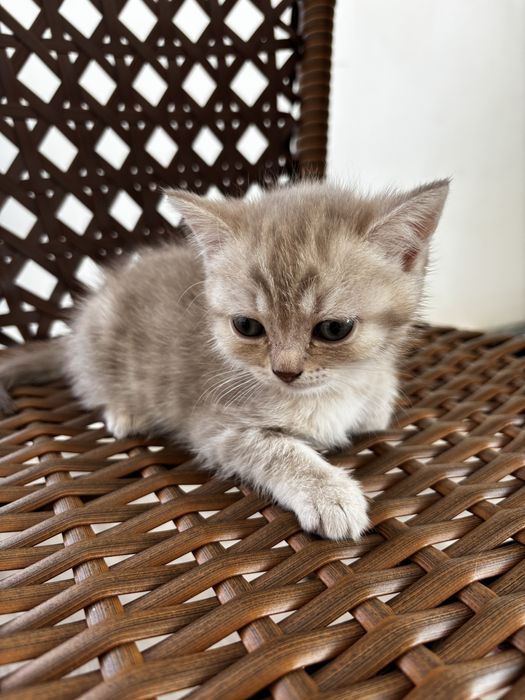 продам шотландских котят