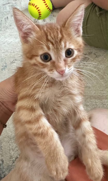 Котенок в добрые руки