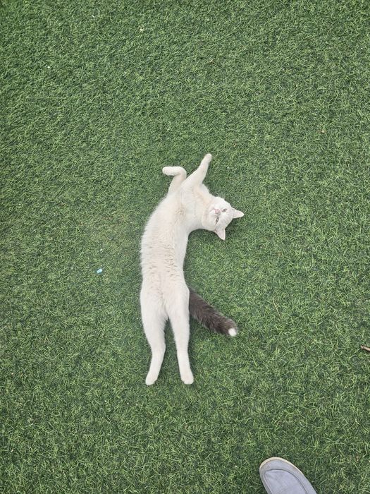 Кот мальчик ищет дом