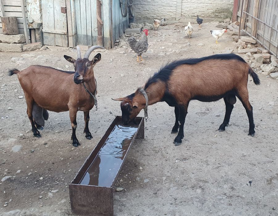 Vând Țap Alpin Francez